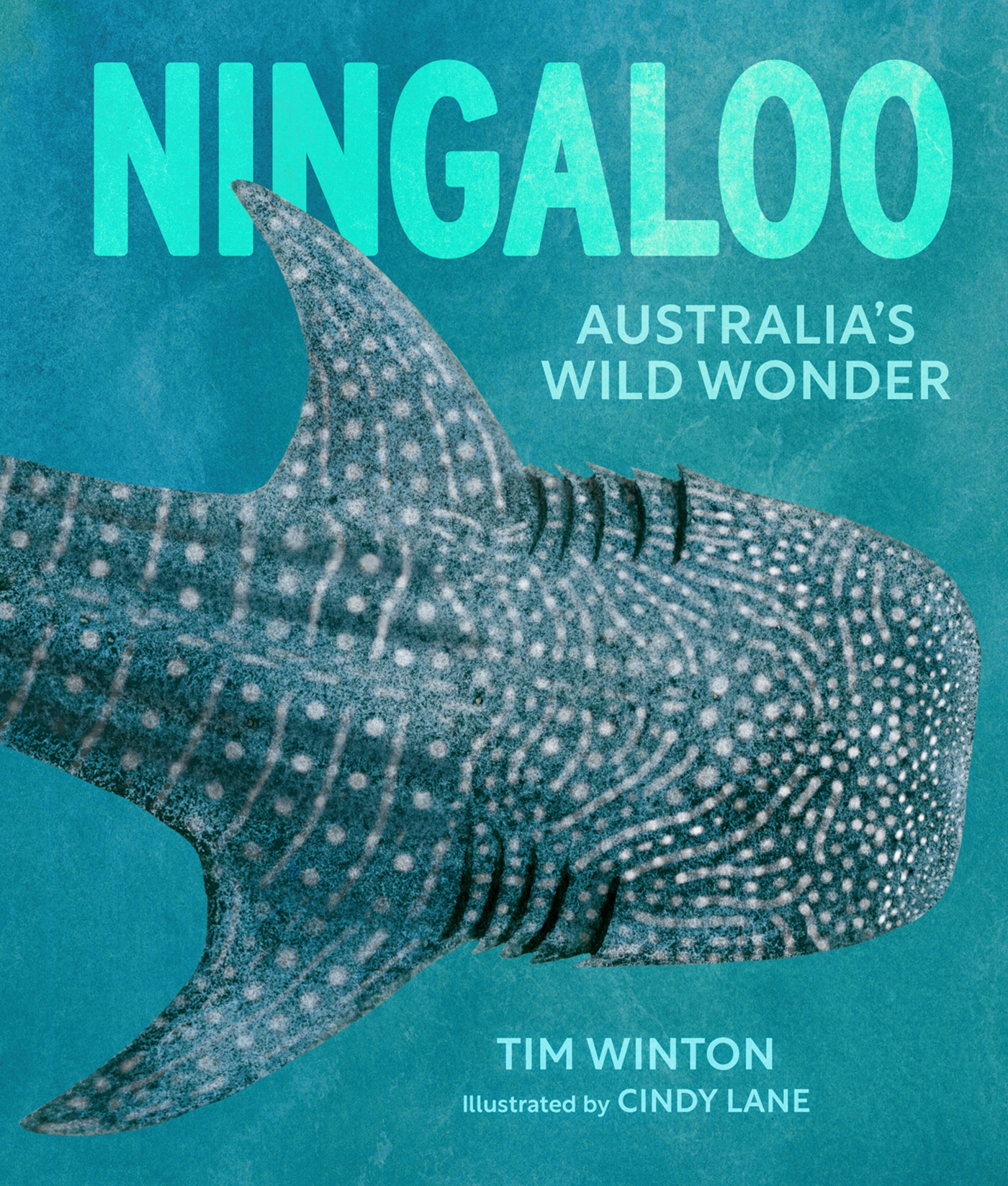 Ningaloo by Tim Winton, illustrated by Cindy Lane