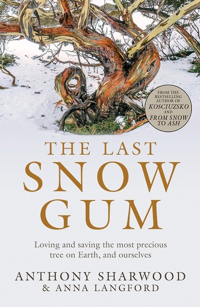 The Last Snow Gum