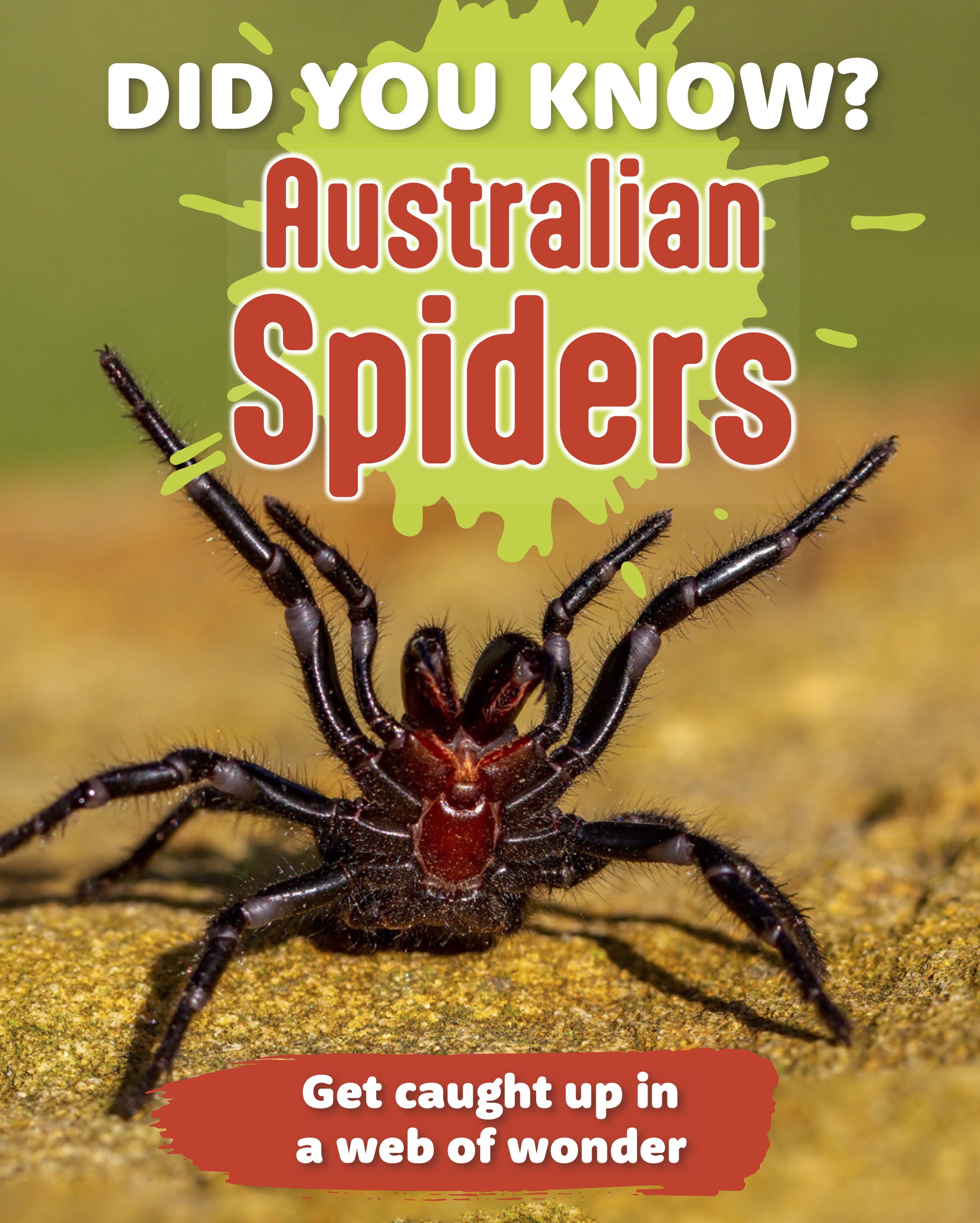 Did You Know? Australian Spiders
