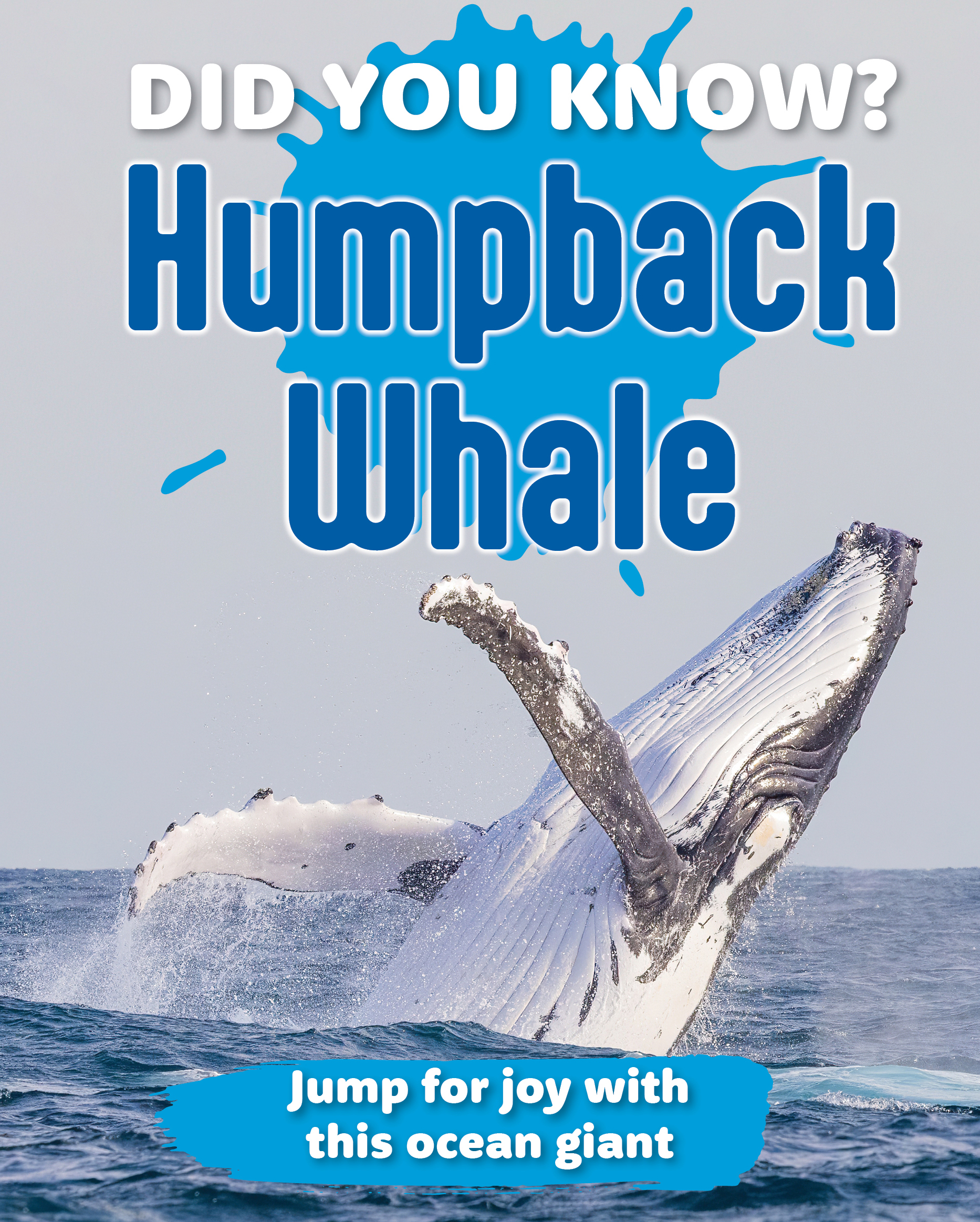 Did You Know? Humpback Whale