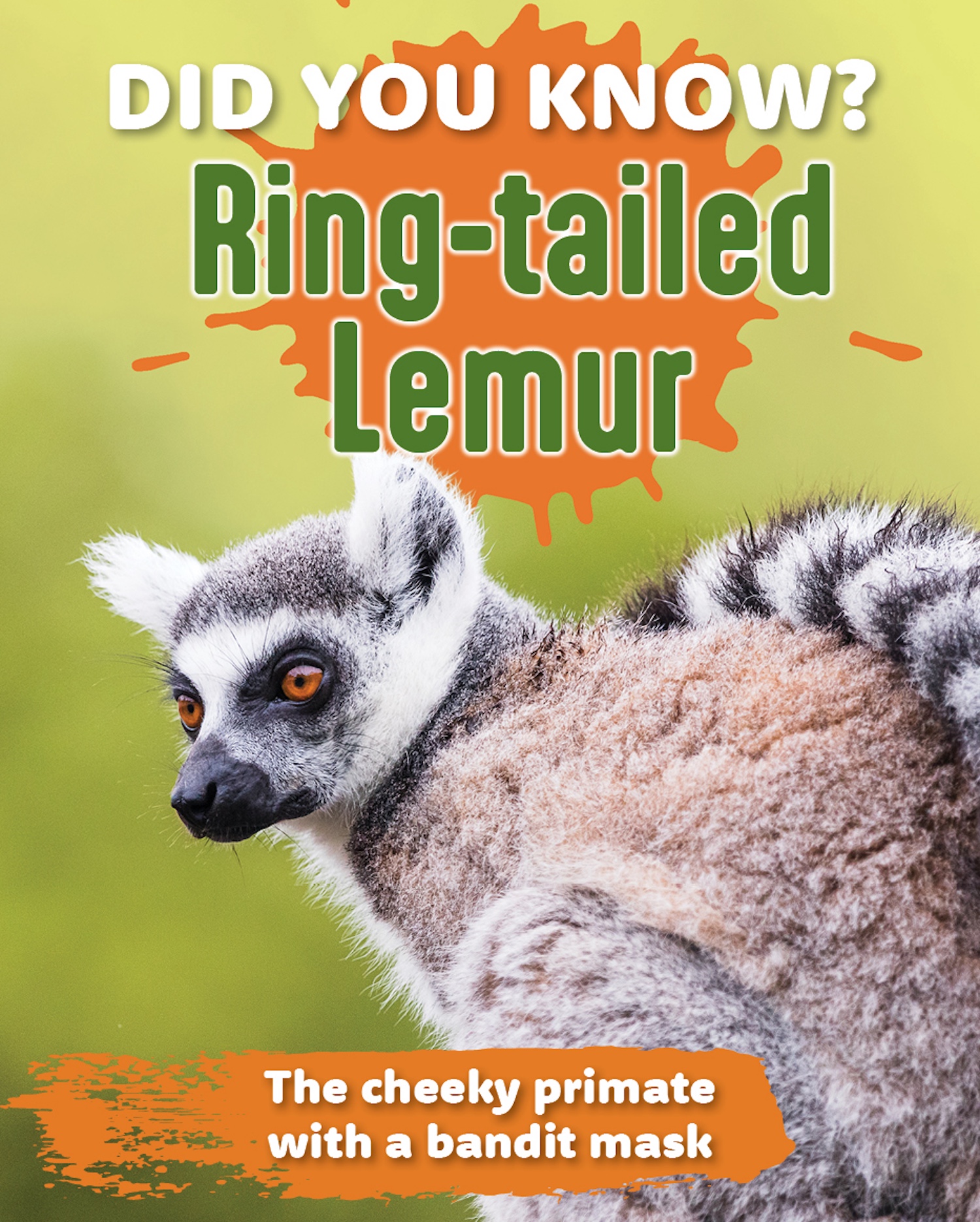 Did You Know? Ring Tailed Lemur